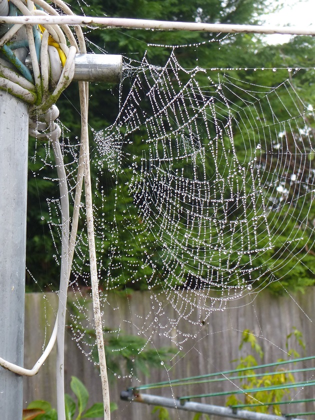 dew-on-the-web